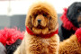 Tibetan Mastiff - dog sells for $1.5 million.