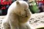 Knut The Polar Bear dies suddenly at age 4 - ECO-TERRORISTS?