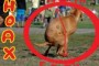 HOAX About Dogs Poop North and South Magnetic Fields - HOAX! 