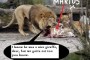Denmark Zoo Kills Giraffe and Feeds Him to Lions.  