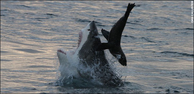 ANIMAL LOVING HYPOCRITES IN MASSACHUSETTS SAY, “KILL THOSE SEALS!”