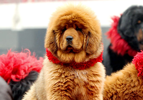 Tibetan Mastiff – dog sells for $1.5 million.