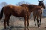 Racehorses Starve as Charity Fails to Care for Them.