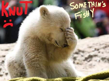 Knut The Polar Bear is Dead — he was only 4.