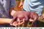 Premature Smallest Baby Elephant on Facebook is a HOAX!  