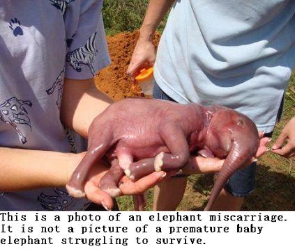Premature Smallest Baby Elephant on Facebook is a HOAX!