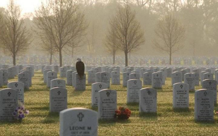 Bald Eagle on Soldier’s Grave — Facebook HOAX