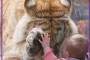 Tiger Bowing Paw to Hand With Little Baby Girl and Facebook Morons.