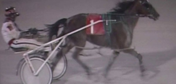 Racehorse Murdered in Indiana.  Shot Between the Eyes.
