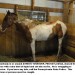 Horse Set On Fire In Pennsylvania Struggling To Survive.