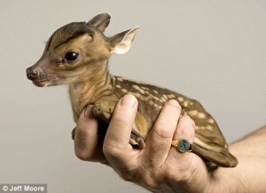 normal fawn if this species